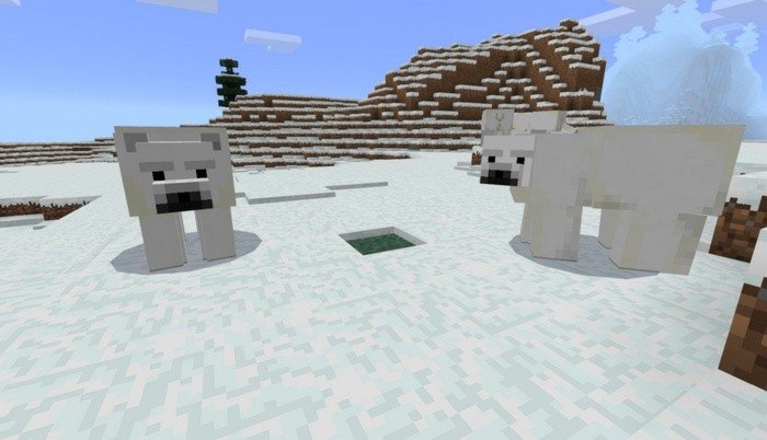 Bears are white as snow